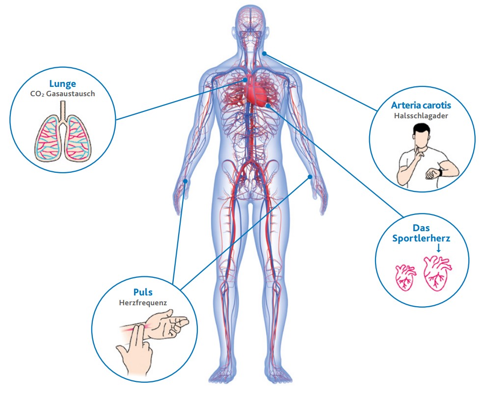 Herz-Kreislauf-System in vereinfachter Darstellung. Das Herz pumpt das Blut mit dem Sauerstoff, der über die Lungen aufgenommen wird, in den gesamten Körper.  Pulsmessungen sind an den Handgelenken und an der Halsschlagader möglich. 